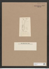 Navicula sp. (de-Toni-Nr.: Genus 1) Zeichnungen Sammlung Grunow Nr. 1658 (NHMW-BOT-W0368219)